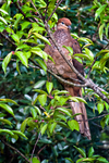 BM326 Brown Cuckoo-Dove